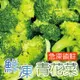 免運!【田食原】7包 IQF鮮凍青花菜800G 綠花椰菜 西蘭花 冷凍蔬菜 健康減醣 健身餐 養生團購美食 好吃 800克/包