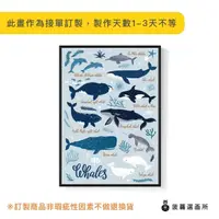 在飛比找momo購物網優惠-【菠蘿選畫所】淘氣鯨豚圖鑑 - 50x70cm(海底世界/客