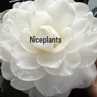 在飛比找蝦皮購物優惠-<NICEPLANTS> 白寶塔茶花 白寶塔  3寸盆  茶