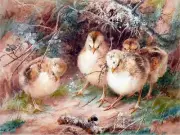 Chicks Watching a Bumble Tile Mural Kitchen Bathroom Backsplash Marble Ceramic