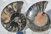 Large Black Ammonite PAIR Deep Crystals 110myo FOSSIL MEDIUM 75mm 3.0" 9408cc