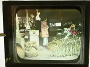 Bamboo Sprouts on Right Japan Hand Colored Tinted Magic Lantern Museum Slide