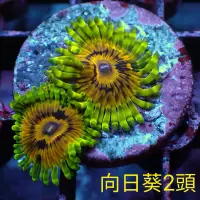 在飛比找蝦皮購物優惠-海水缸裝飾微距照片圖片