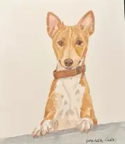 Basenji Original Watercolor Painting by Sandra Coen Head Study