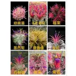 空氣鳳梨 IONANTHA 小精靈系列(1) 墨西哥 福果 全紅 捲葉 卡拉斯特  束花 綠精靈 德魯依 長莖 白精靈