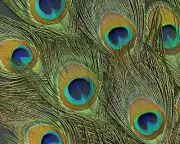 10 Pieces - Big Eye Natural Peacock Tail Eye Feathers 10-12" Halloween Costume