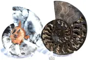 Large Ammonite Split PAIR Deep Crystals XL 7.6" 185mm Dinosaur age Fossil 2952yu