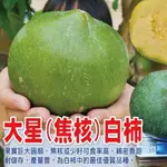 ✅大星膠核白柿✅冰淇淋果【嫁接苗】WHITE SAPOTE W4白柿 綠霸白柿 香妃白柿 白人心果 黃蜜白柿