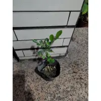 在飛比找蝦皮購物優惠-<花媽植物園＞七里香苗3寸盆，高度20~30公分，單盆15元