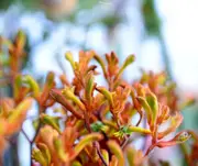 Buy Kangaroo Paw Tango Flower Anigozanthus x hybrid