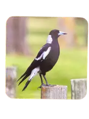 set of 4 Drink Coasters Magpie design