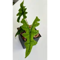 在飛比找蝦皮購物優惠-🌿植悟誌の極品 #觀音蓮 #Alocasia  傑克林觀音蓮