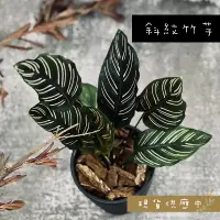 在飛比找蝦皮購物優惠-【斜紋竹芋】三吋盆  觀葉植物/空氣鳳梨/彩葉芋/龜背芋/石