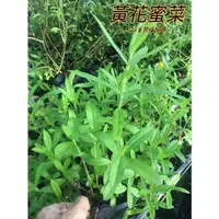 在飛比找蝦皮購物優惠-『525生態植物園』蟛蜞菊（黃花蜜菜）