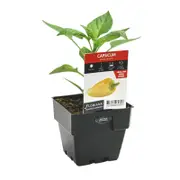 100mm Capsicum Snack Yellow - Capsicum annuum
