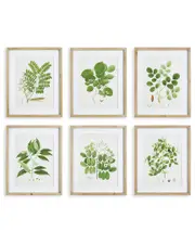 Napa Home & Garden Set of 6 Tree Leaf Study Prints