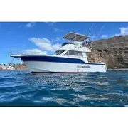 Save 10.00%! Dolphin Observation In A Small Group On A Silent Hybrid Boat
