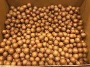 Macadamia Nuts in Shells. Organic. Quantity Discount # Nut # Shell # Spray Free