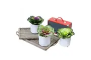 3pcs 19cm Assorted Cabbage Rose in Pot Artificial Plant Flower