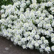 Candytuft - Empress White seeds