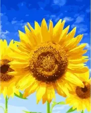 Paint by Numbers Kit 40x50cm with FRAME - Blue Sky and Sunflowers