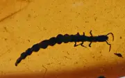 Rare Raphidioptera larva (Snakefly), Fossil insect inclusion in Burmese Amber