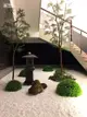 美空柏樹人造樹葉仿真樹中國風餐廳茶館假樹擺件實木仿真植物盆栽