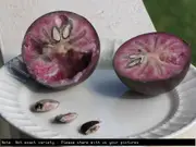 Buy Star Apple Haitian Grafted Fruit Trees (Chrysophyllum cainito)