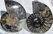 Large Black Ammonite Pair Crystals 110myo Dino age FOSSIL XXL 143mm 5.6" 9313bb