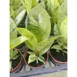 植物空間 薄荷橡膠樹3寸 觀葉植物 常綠植物 室內植物