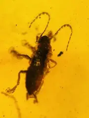 Strange worm burmite Cretaceous Amber fossil dinosaurs era