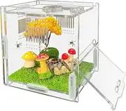 Jumping Spider Enclosure