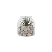 Maine & Crawford Bane 15x15cm Faux Succulent Terrarium Indoor Garden Home Decor
