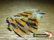 FLY TYING FEATHERS - GOLDEN PHEASANT CAPE TIPPET FEATHERS - BAG OF 20 - NEW
