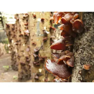 【水田農場】新鮮椴木木耳 產地直送