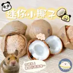 倉鼠小椰子 小動物小椰子 迷你小椰子 磨牙零食 倉鼠零食 點心 黃金鼠 三線鼠 銀狐鼠 松鼠 睡鼠 蜜袋鼯