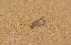 6 Flies - Tungsten Hare's Ear Jig Head Fly - Euro nymph - Hanak Hook