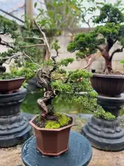 Bonsai Juniperus Shimpaku Itoigawa Medium Size