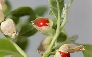 ASHWAGANDA Withania somnifera 100 Seeds Indian Ginseng Ayurvedic