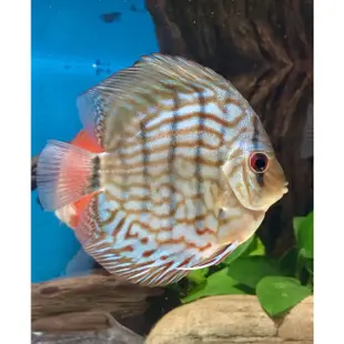 超美❤️ 綜合七彩神仙飼料 活餌飼料 七彩神仙魚 天子藍七彩 紅妃七彩 豹點七彩 七彩神仙魚 神仙魚