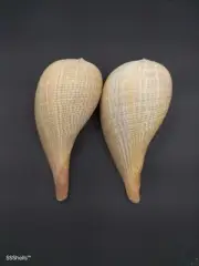 2 x giant ficus gracilis paper graceful fig sea shell Collectable shells #7893