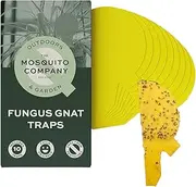 [The Mosquito Company] Fungus Gnat Killer, 10 Traps, Effective Eco Friendly Yellow Sticky Traps, Kills Fungus Gnats And White Flies