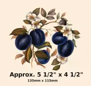 Waterslide ceramic decal Plums, Fruit. Small plate. Approx 4 1/2" x 5 1/2" E01