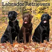 Labrador Retrievers | 2025 12 x 24 Inch Monthly Square Wall Calendar | Plastic-Free | BrownTrout | Animals Dog Breeds