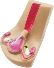 LBOYU Female Intrauterine Contraceptive Device and Training Model - Uterine Genital Organ Teaching Mold