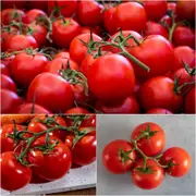 Tomato - Saint Pierre seeds