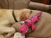 GoDog Gators Large Pink Chew Guard Squeaker Plush Dog Toy 774023