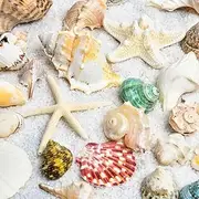 Shell Conch Ocean Decor Fish Tank Decor Natural Shells Crafts Aquarium Conch Ocean Shells Kit,Various Sizes Natural Seashells Starfish for Fish Tank Beach Theme Party Home Decorations DIY Crafts