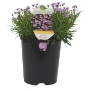 140mm Brachyscome Mauve Delight - Brachyscome angustifolia hybrid