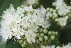 +30ml Australian Lemon Myrtle. Lemon Myrtle Essential Oil-backhousia citriodora